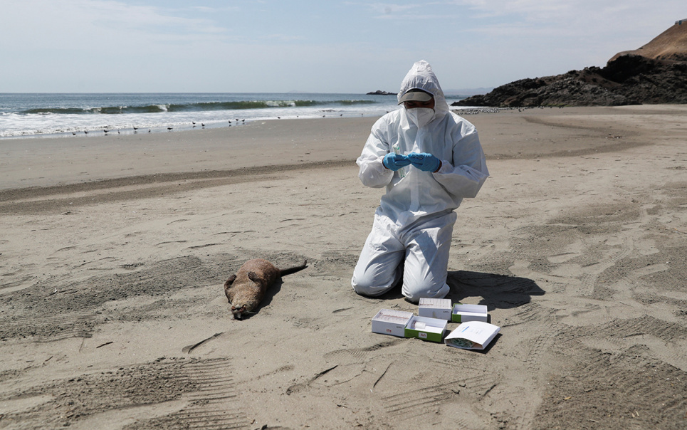 Співробітник Національної служби лісів і дикої фауни оглядає померлу видру під час спалаху пташиного грипу у Південній Америці, пляж у Лімі, Перу, 22 лютого 2023 року. Фото: Reuters