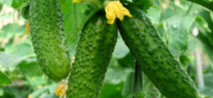 Вирощування розсади огірків Поради для гарного урожаю