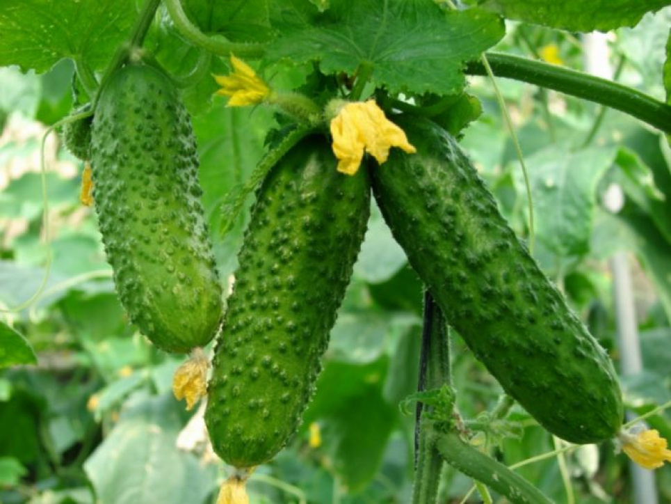 Вирощування розсади огірків Поради для гарного урожаю
