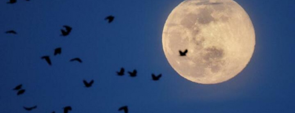 Рожевий супермісяць у квітні 2020 року. Штат Вірджинія (США). Фото: Reuters