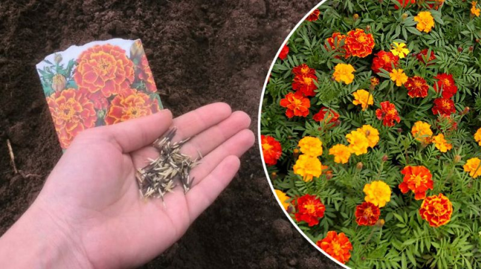 Коли краще всього сіяти чорнобривці у відкритий ґрунт, щоб пишно цвіли до пізньої осені