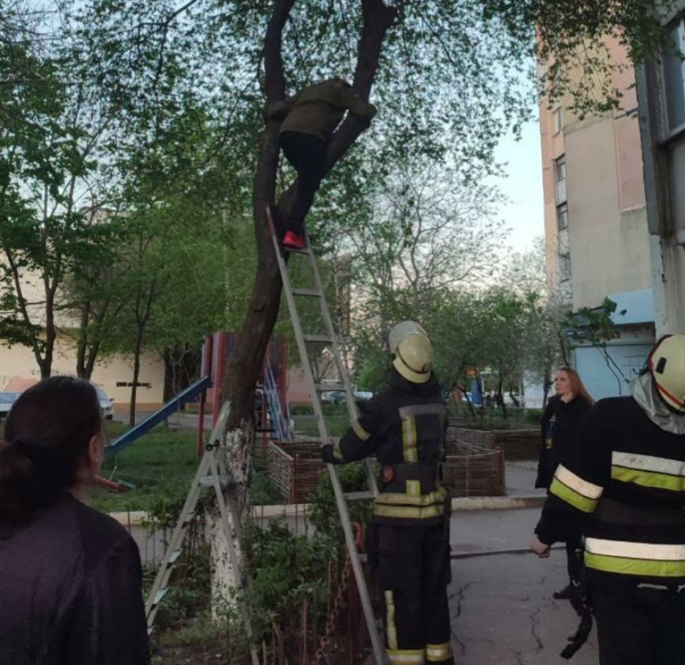 В Одесі жінка застрягла на дереві, рятуючи кота (ФОТО)