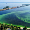 Серпень і «цвітіння води»: що відбувається у Дніпрі та чим це небезпечно Цвітіння води на Дніпрі загрожує здоров’ю людей і тварин — попередили у Черкасах