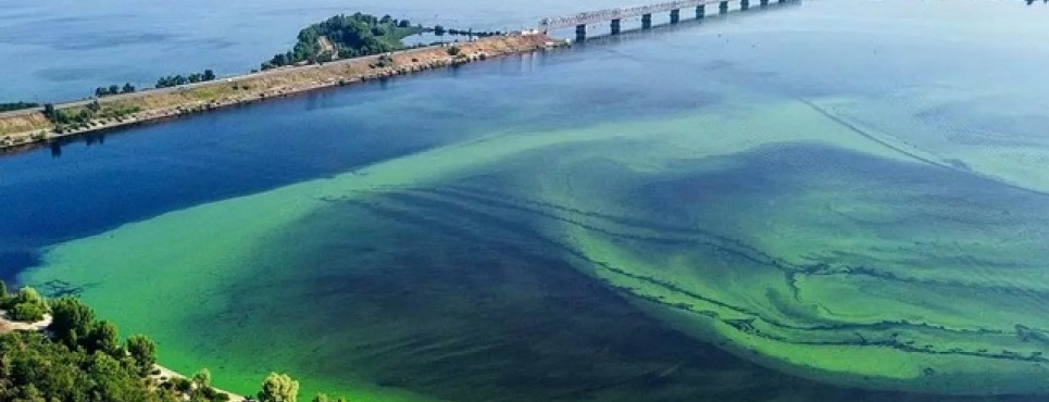 Цвітіння води на Дніпрі загрожує здоров’ю людей і тварин — попередили у Черкасах