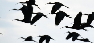 Сегодня 11 мая Всемирный день мигрирующих птиц