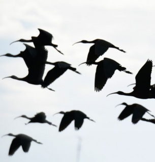 Сьогодні 11 травня Всесвітній день мігруючих птахів