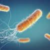 Pseudomonas aeruginosa (синьогнійна паличка). Ілюстрація: biomerieux-industry.com