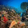 Фото: Рената Ромео / Ocean Image Bank