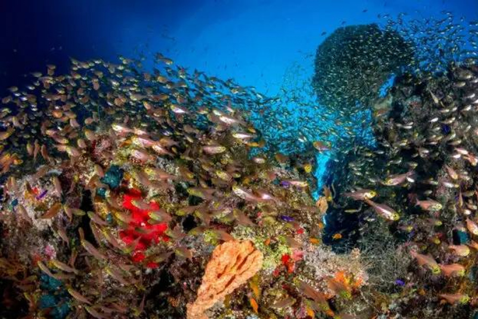 ШІ почали застосовувати для оцінки рибних запасів Фото: Рената Ромео / Ocean Image Bank