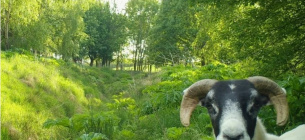 Вівці із задоволенням їдять борщівник. Фото: сторінка Шотландської ініціативи щодо інвазивних видів у Facebook
