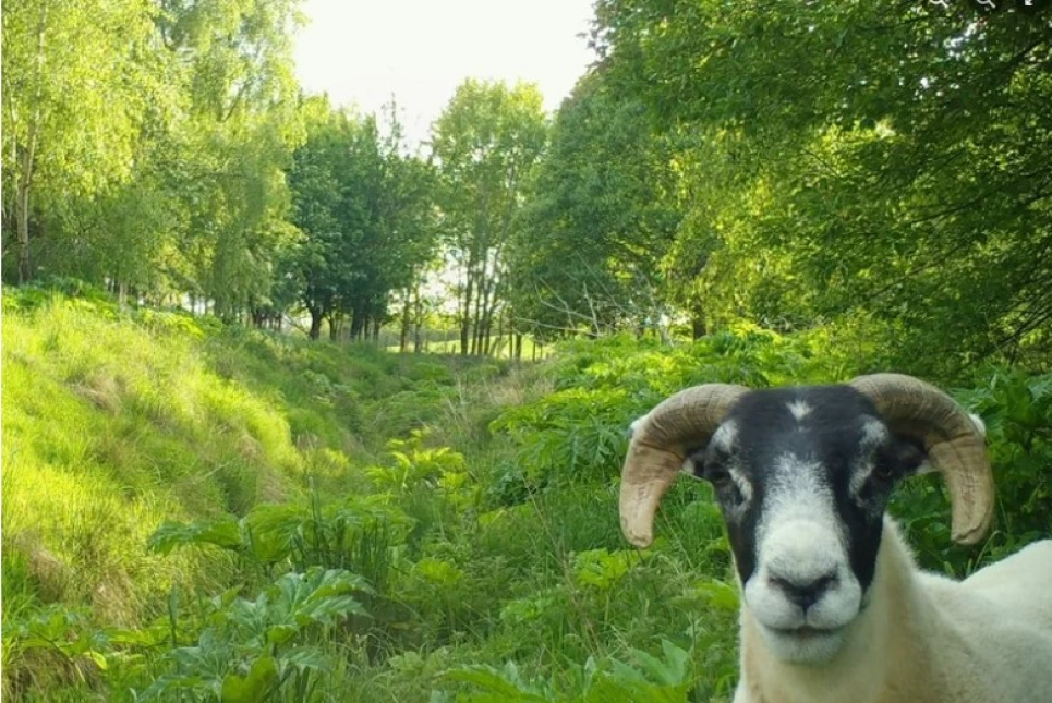 Вівці із задоволенням їдять борщівник. Фото: сторінка Шотландської ініціативи щодо інвазивних видів у Facebook