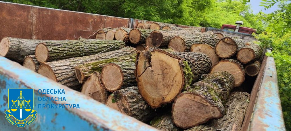 Лісівник на Одещині «напродавав» деревини на кримінальне провадження за хабарництво (ФОТО)