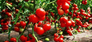Как вырастить помидоры из семян