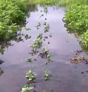 В Укргідрометцентрі повідомили, де найближчими днями очікувати затоплення: оголошено ІІ рівень небезпеки