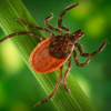 Как защититься от укусов клещей