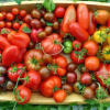 Ціни на томати до 120 грн/кг: в Україні дорожчають помідори через негоду та зростання витрат на обігрів теплиць