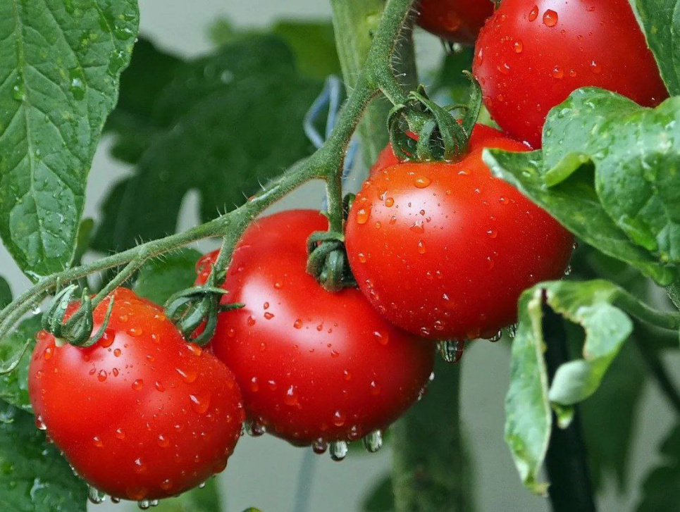 Стимулятор для росту помідор Народний рецепт Гарний урожай