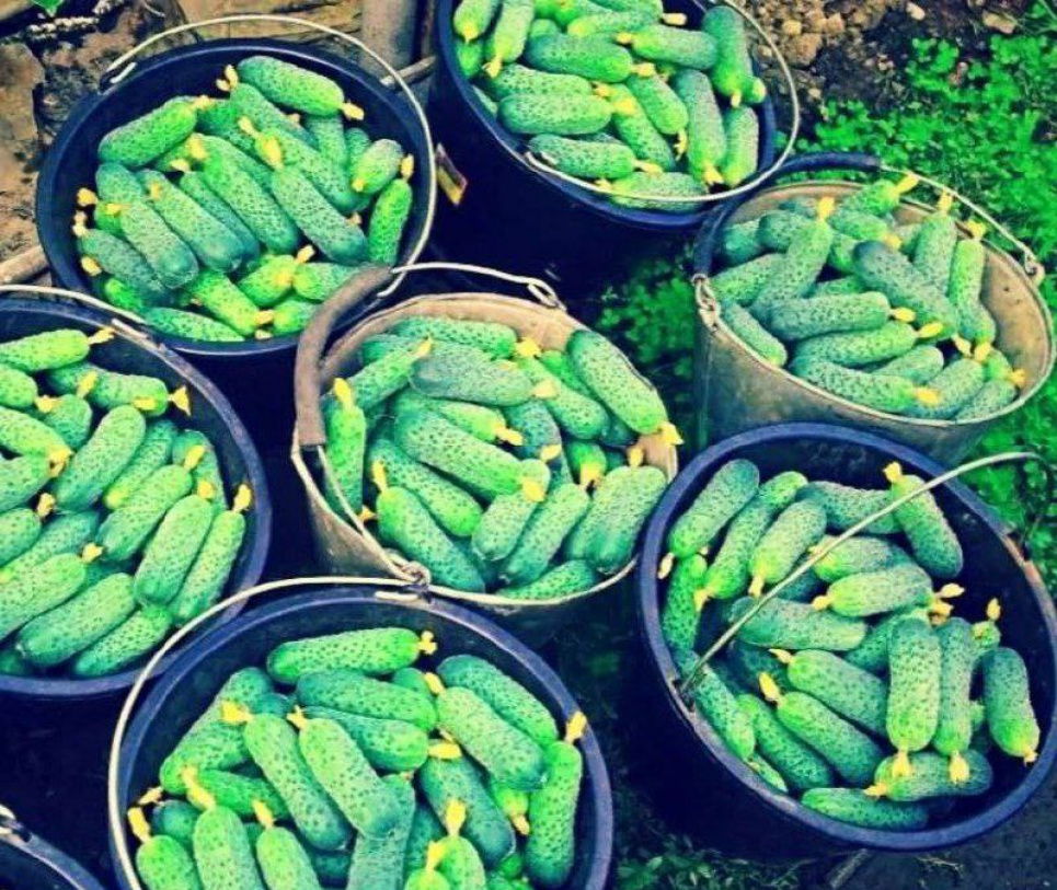 Сода творить із огірками дива: радять досвідчені городники