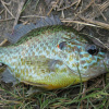 Сонячний окунь. Фото: commons.wikimedia.org