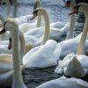 Орнитологи дают советы, как помочь зимующим лебедям 