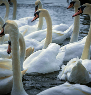 Орнитологи дают советы, как помочь зимующим лебедям 