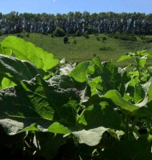 В Україні вивели перший комерційний сорт лопуха