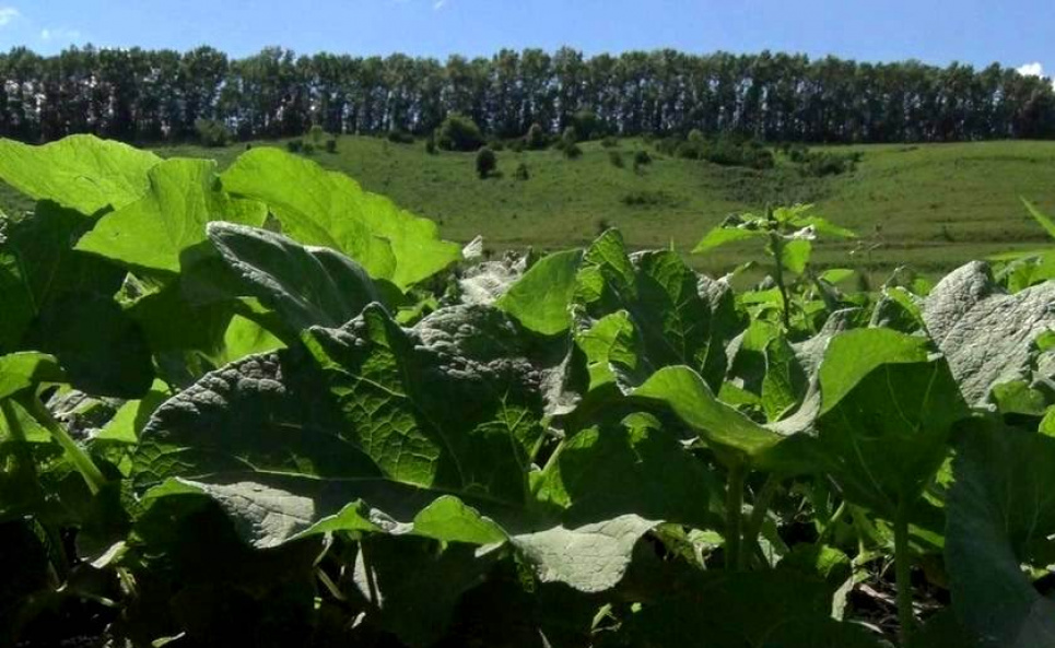 Лопух – від ста недуг: рослина, яка захистить навіть від раку