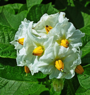 Инвестиции в картофель: УАВК считает картофелеводство самым перспективным бизнесом для инвестиций после войны