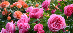 Які сорти троянд вибрати для саду