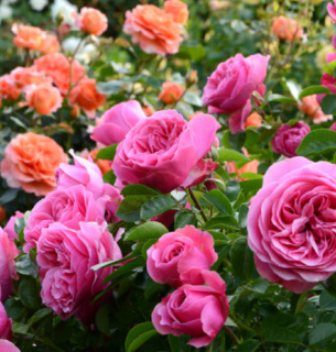 Защитить розы Народные средства Вредители Цветник