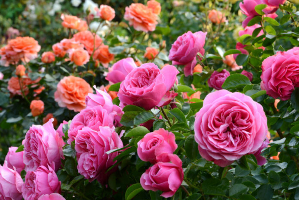 Які квіти можна і не можна висаджувати поруч із трояндами