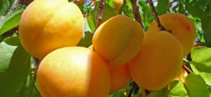 Як підживити абрикос весною для гарного врожаю