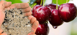 Удобрение для вишни или абрикосы для обильного урожая