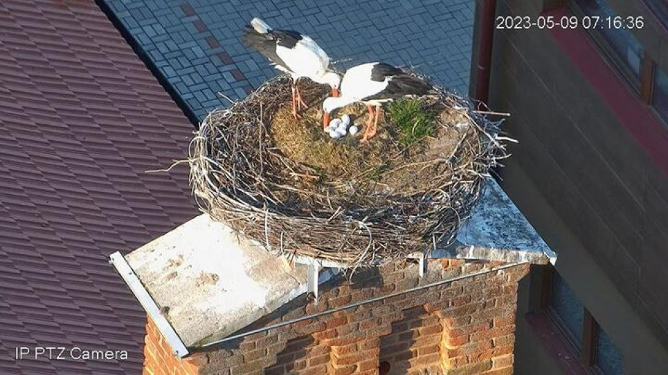 Фото: скріншот з трансляції BirdLife Czechia, youtube.com/@camchynov2631