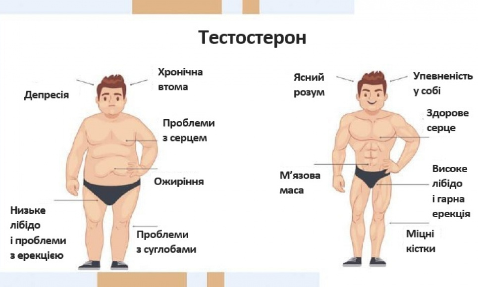 Чому падає рівень тестостерону і як це можна зупинити без медикаментів: прості поради
