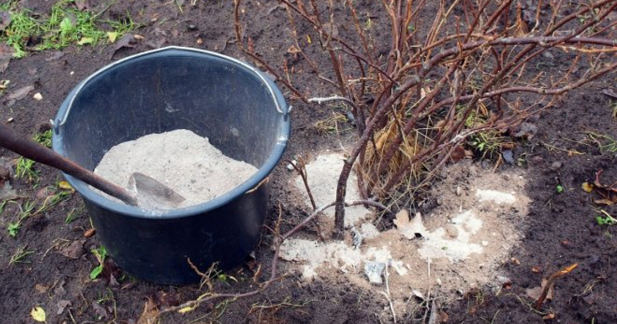Зола - що це за добриво, і як правильно його застосовувати | GreenPost