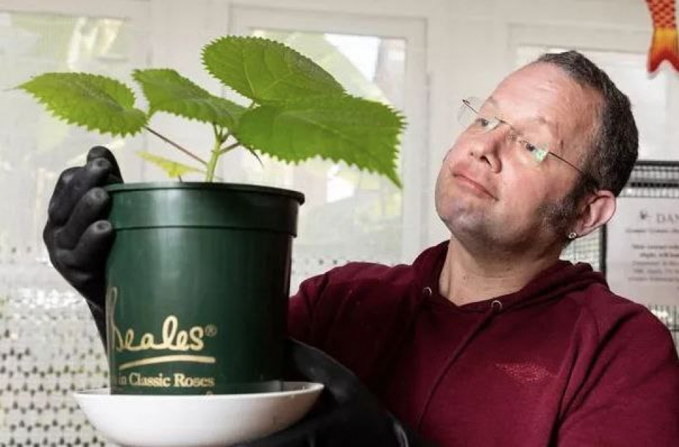 Кропива, але незвичайна: у мешканця Великої Британії конфіскували одну з найотруйніших рослин у світі (ФОТО)