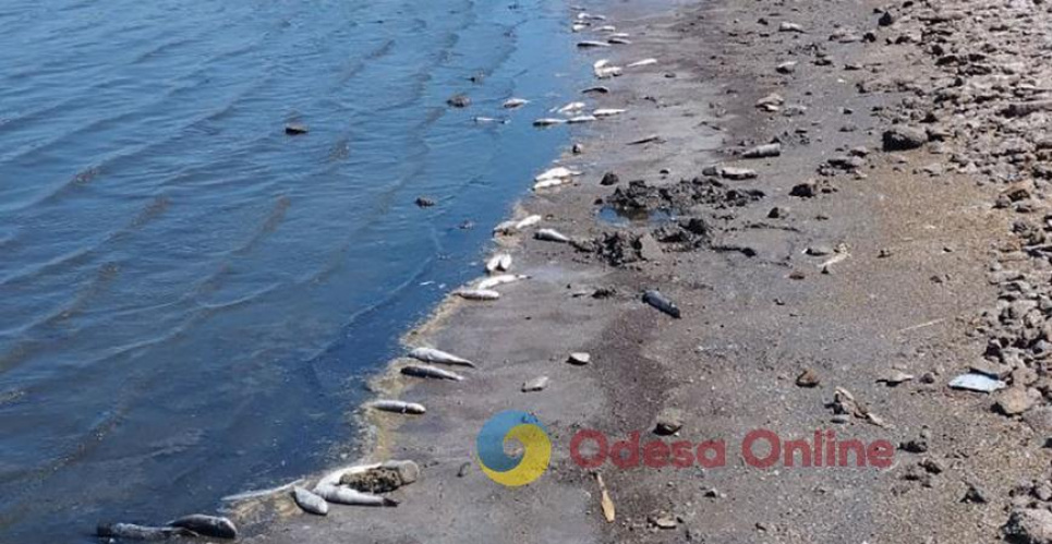 У Хаджибейському лимані зафіксовано мор риби (ФОТО)