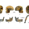 HLD 6. Ілюстрація: Xiujie Wu / National Research Center on Human Evolution