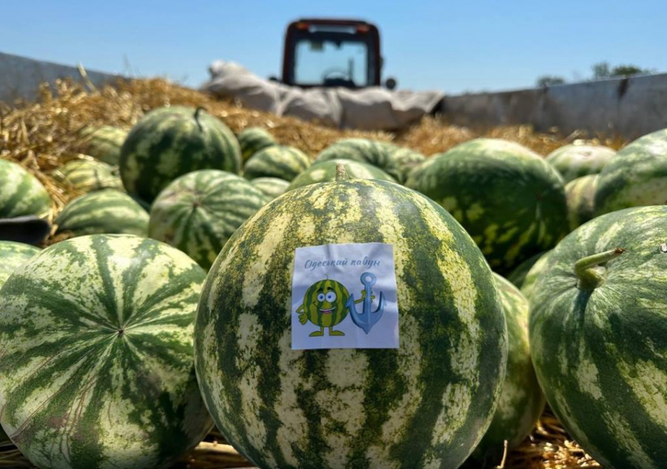 Полтавщина стала лідером з вирощування баштанних культур