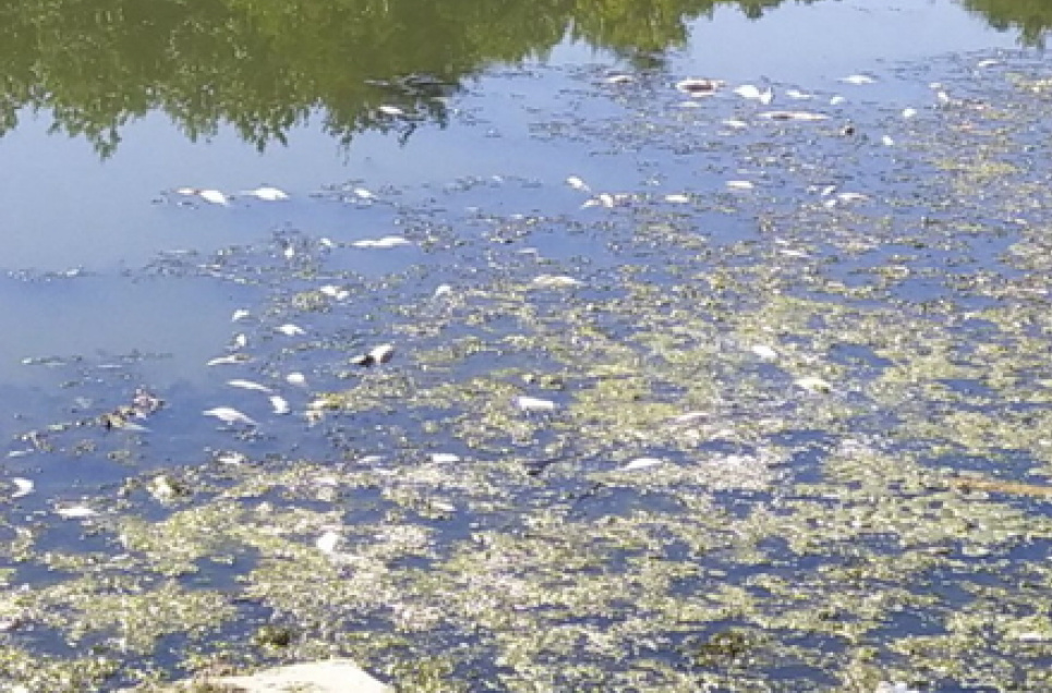 Житомирські екологи нарахували більш ніж 150 тис. грн збитків від загибелі риби в річці Тетерів