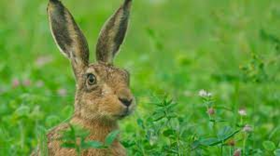 Двобій куцохвостих: лісівники Буковини зняли кумедне відео