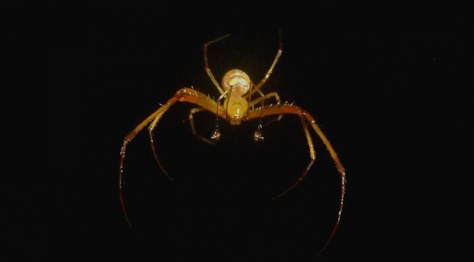 Павук Gelanor siquirres. Фото: Gilbert Barrantes et al. / Animal Behaviour, 2023