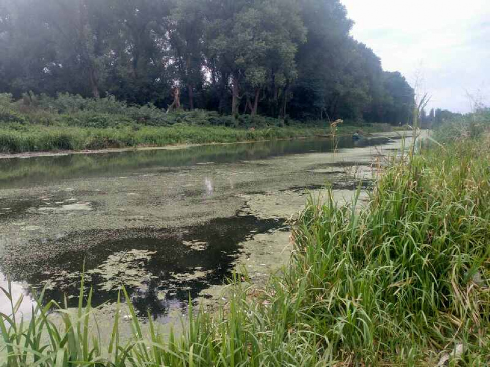 Загибель риби у Південному Бузі: екологи оприлюднили результати проб води та назвали суму збитків