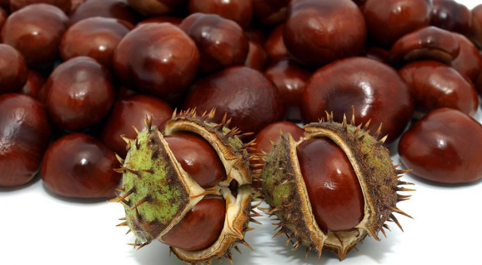 Золото під ногами: лайфхак, як люди використовують каштани