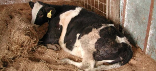 Корова, вражена чорної ніжкою, яка спричинена бактерією Clostridium chauvoei і може призвести до летального результату. Фото: Девід Беггс/Університет Мельбурна