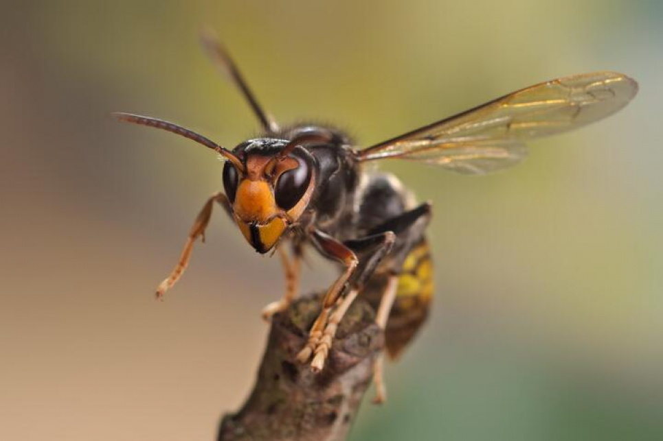 Азйський шершень (Vespa velutina). Фото: Flickr/Gilles San Martin