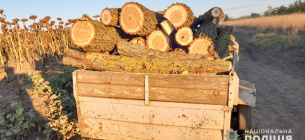 Місцевий підприємець організував незаконну рубку столітніх дерев