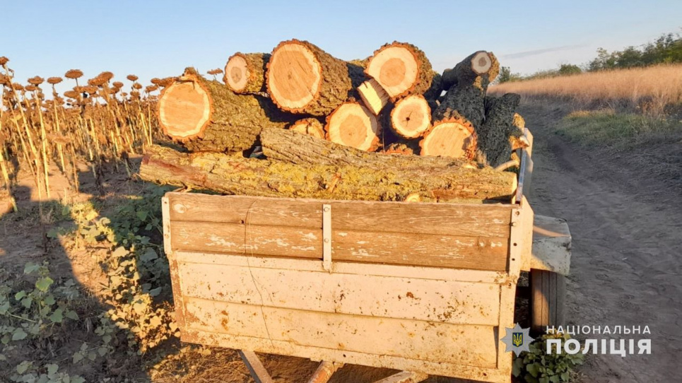 Чорних лісорубів з Кіровоградщини затримали на місці злочину