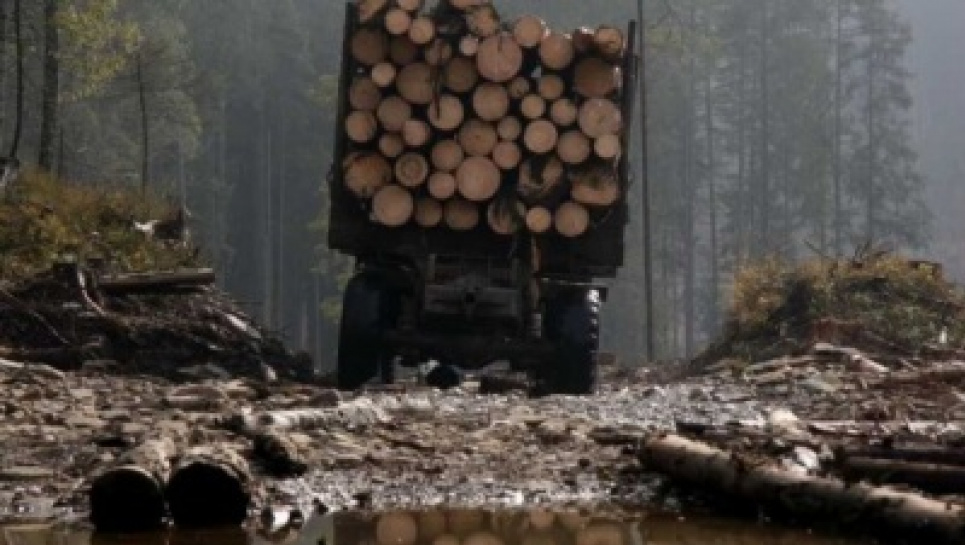 17-річного буковинця судитимуть за незаконну порубку дерев породи «бук»